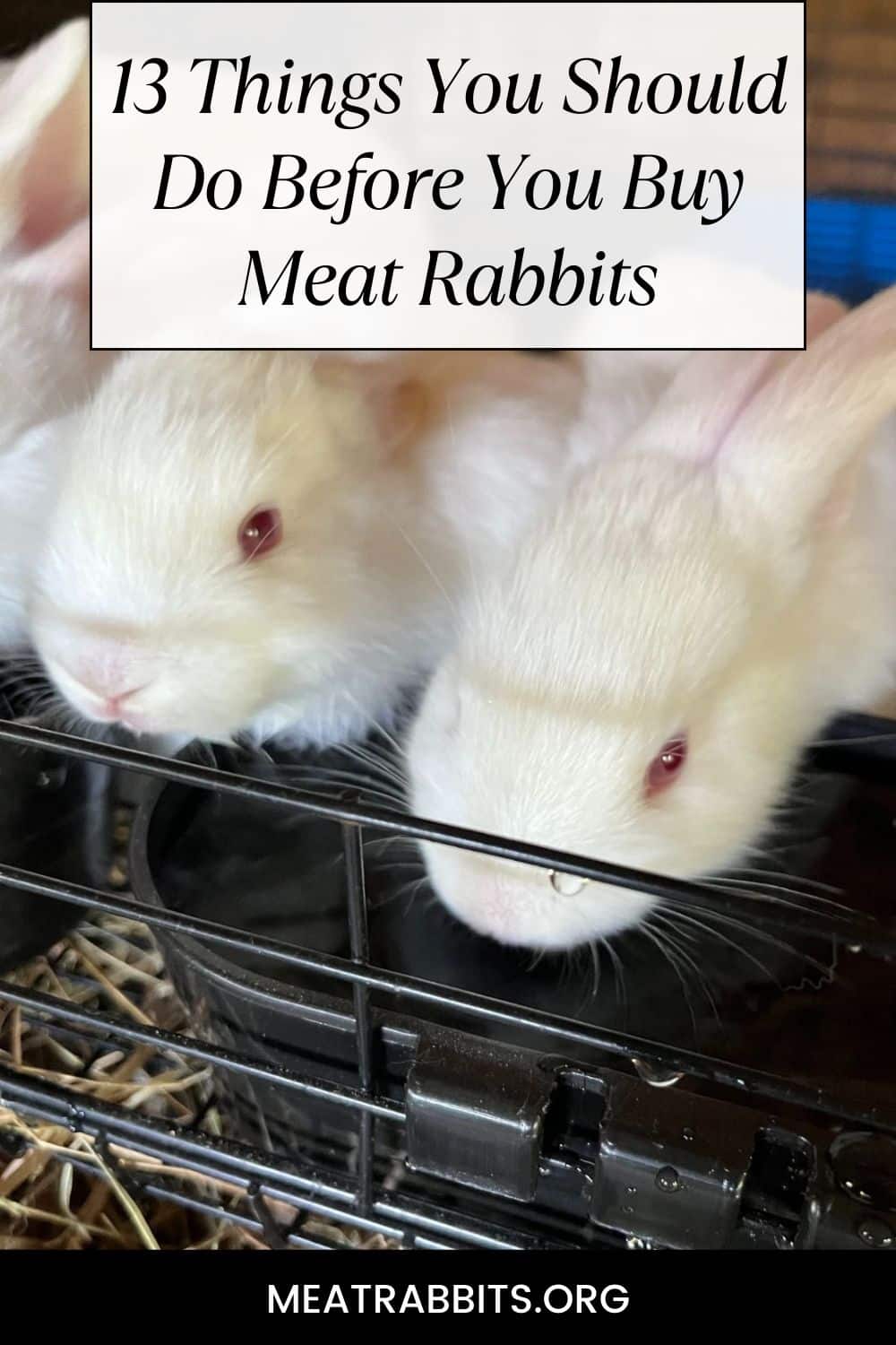 13 Things You Should Do Before You Buy Meat Rabbits pinterest image.