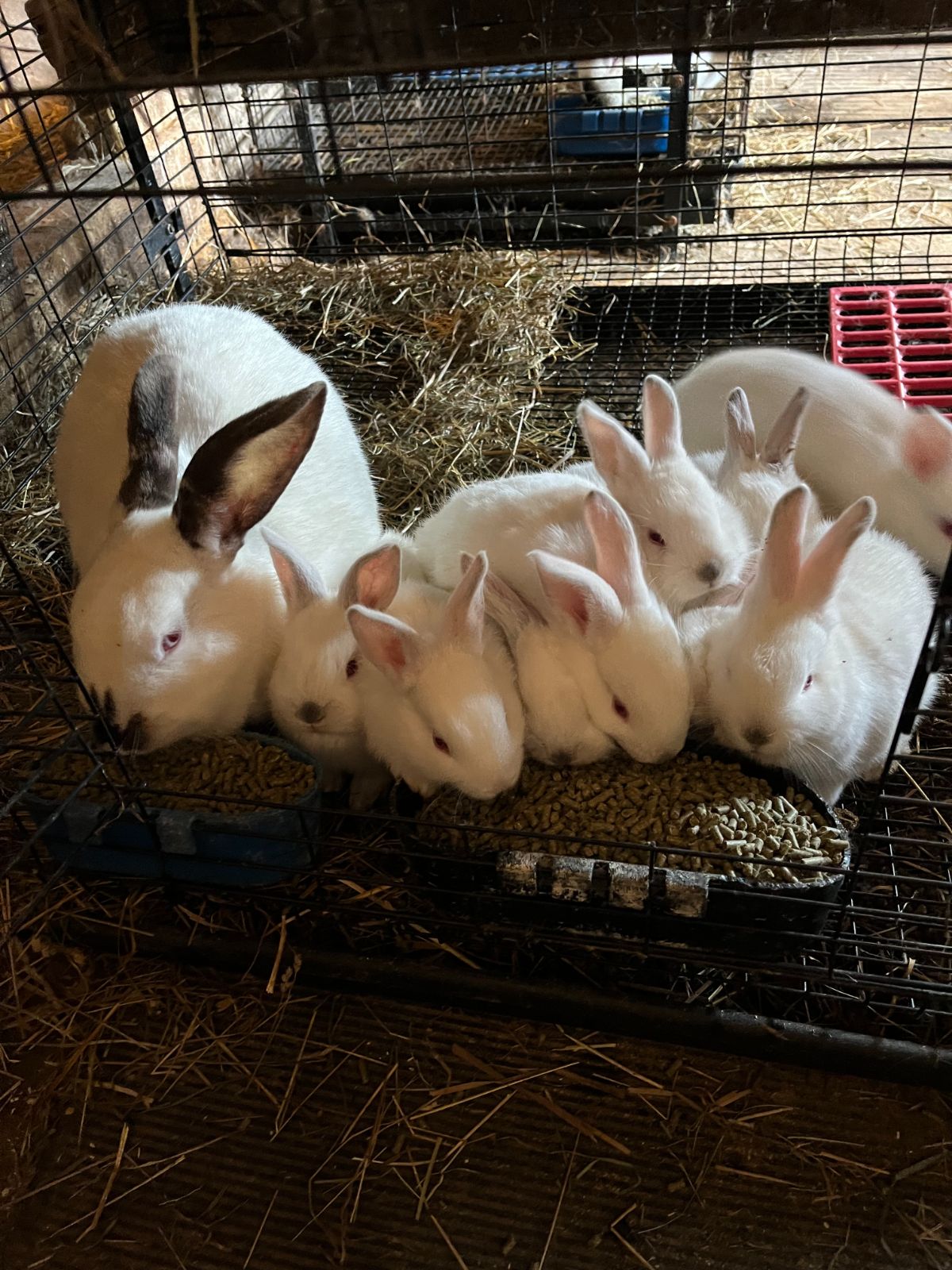 A doe (mother) rabbit and her litter of young kits