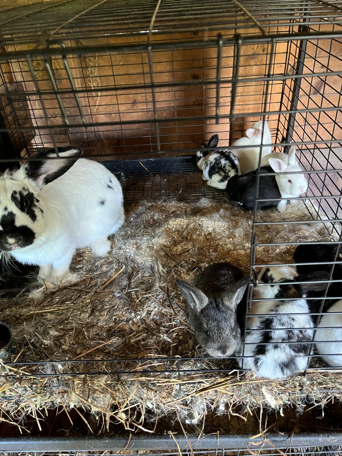 A doe rabbit with her litter of kits, several weeks old