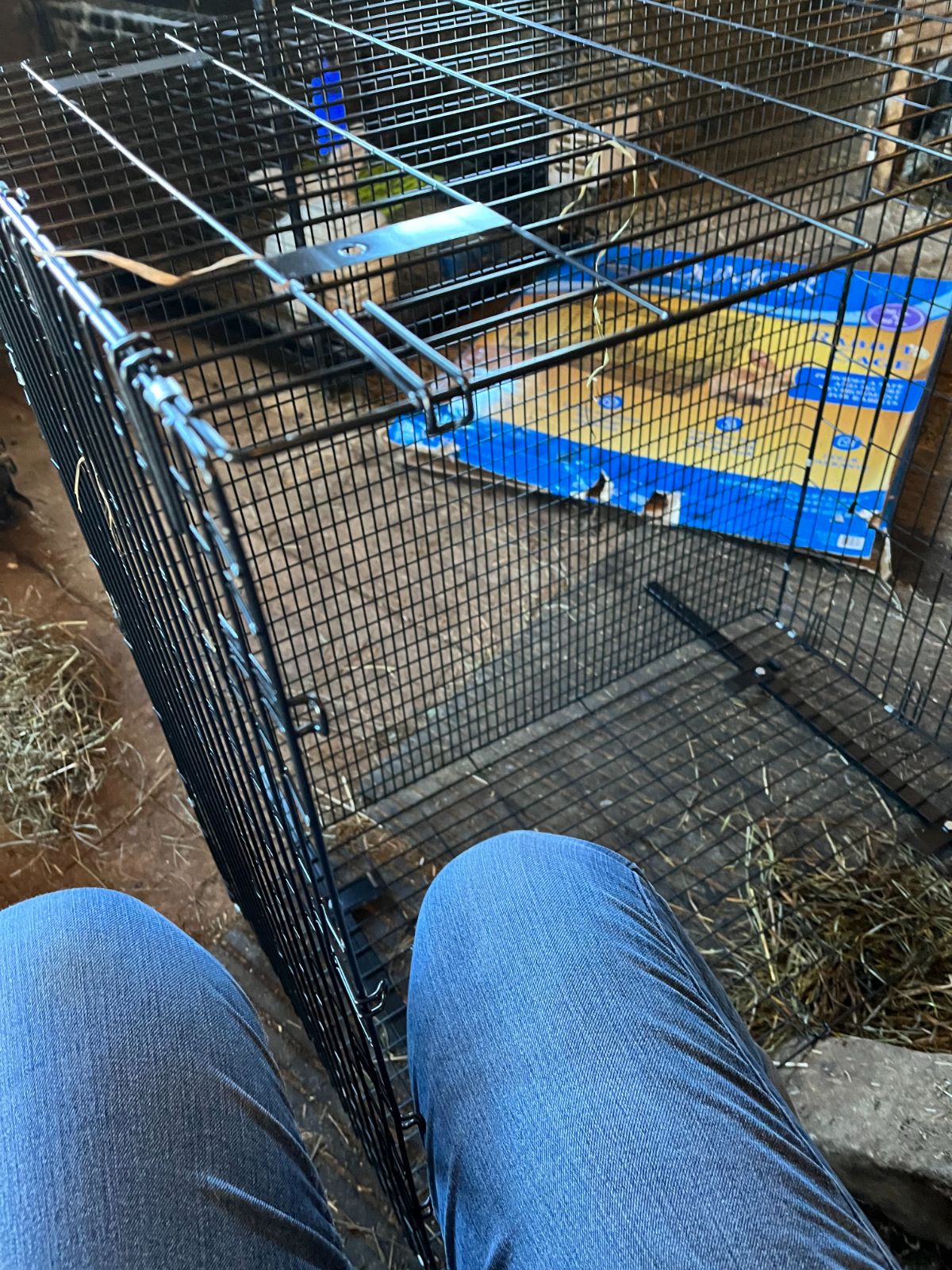 A rabbit breeder building a rabbit cage