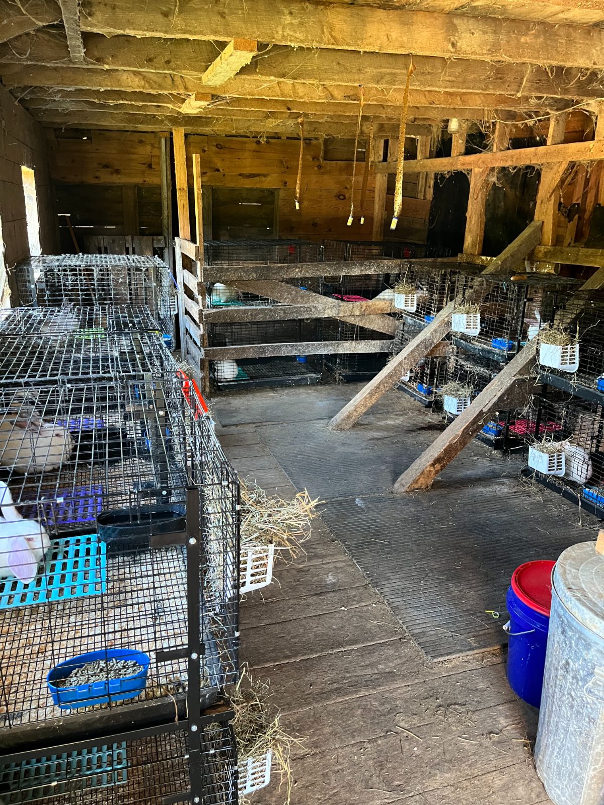 A well planned meat rabbit barn with two breeding trios and cages for growouts