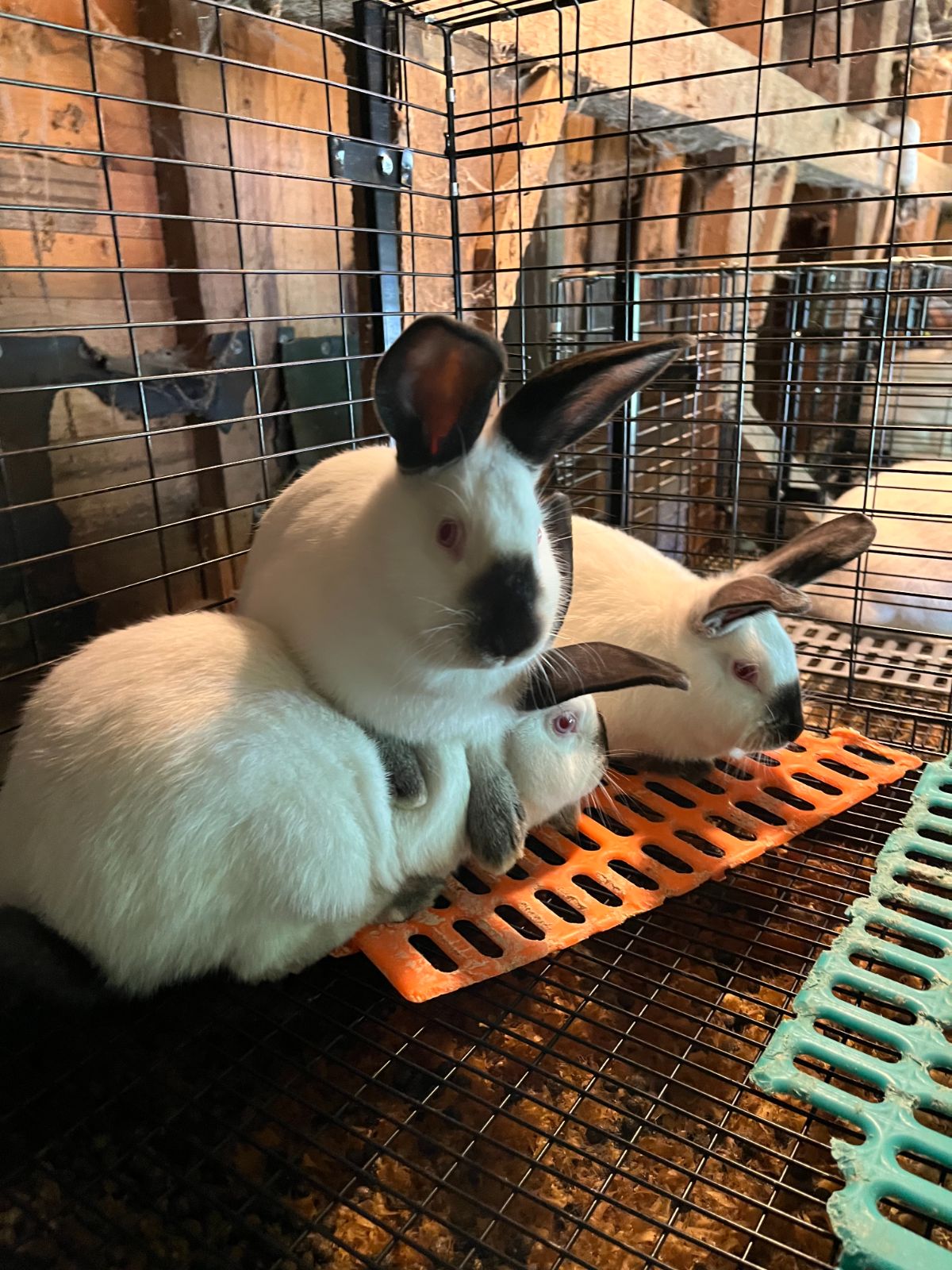 Three young Californians meat rabbits in a cage (demonstration only, not how breeders should be caged)