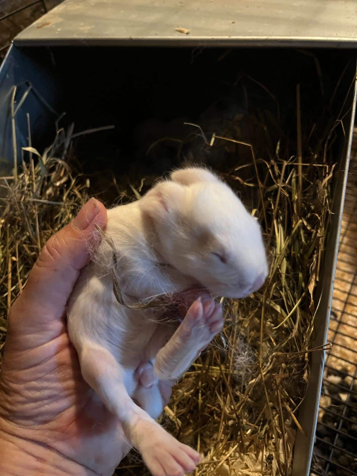A young rabbit kit, under two weeks old