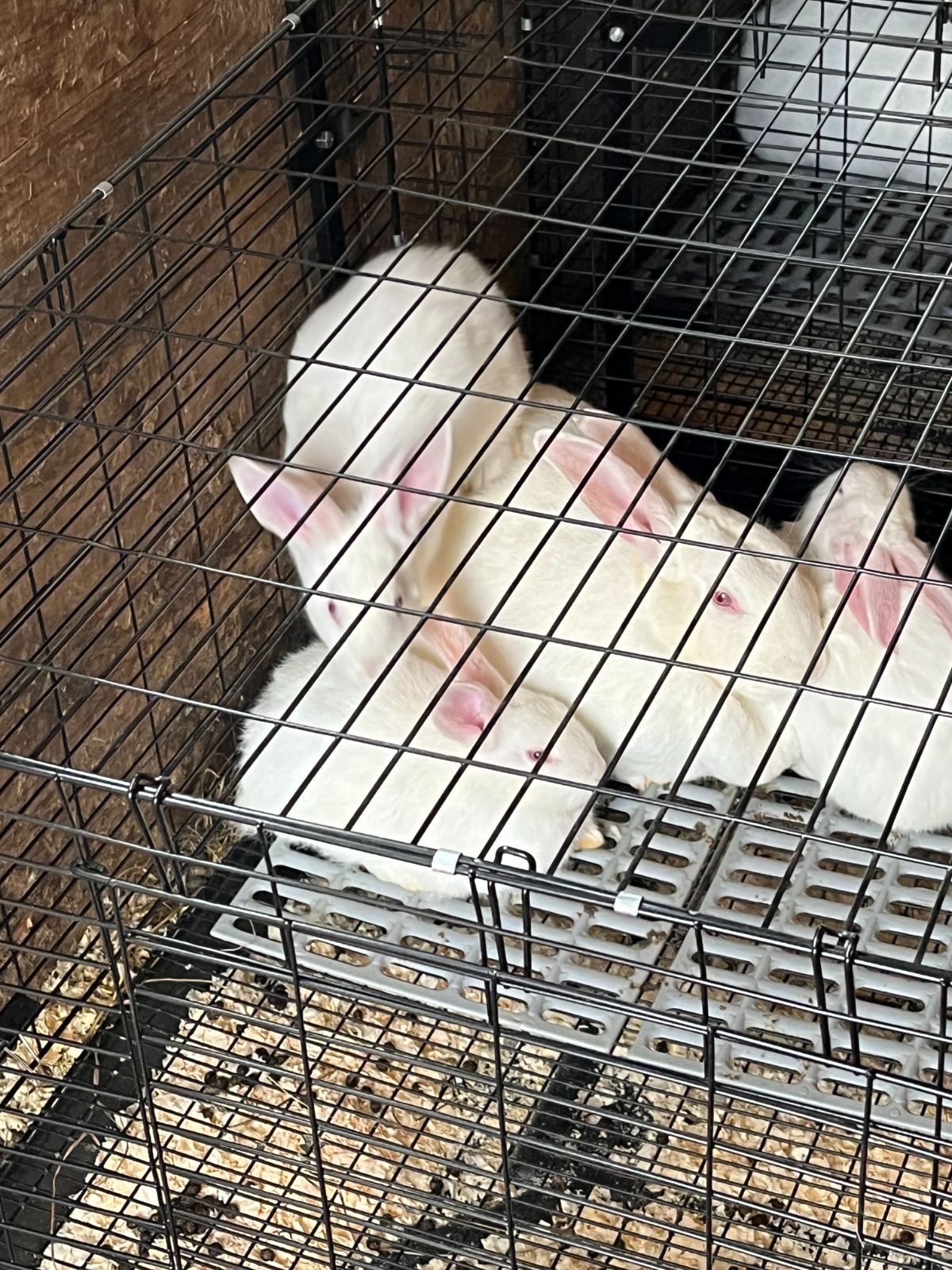 A young litter of meat rabbit grow outs nearing reproduction age