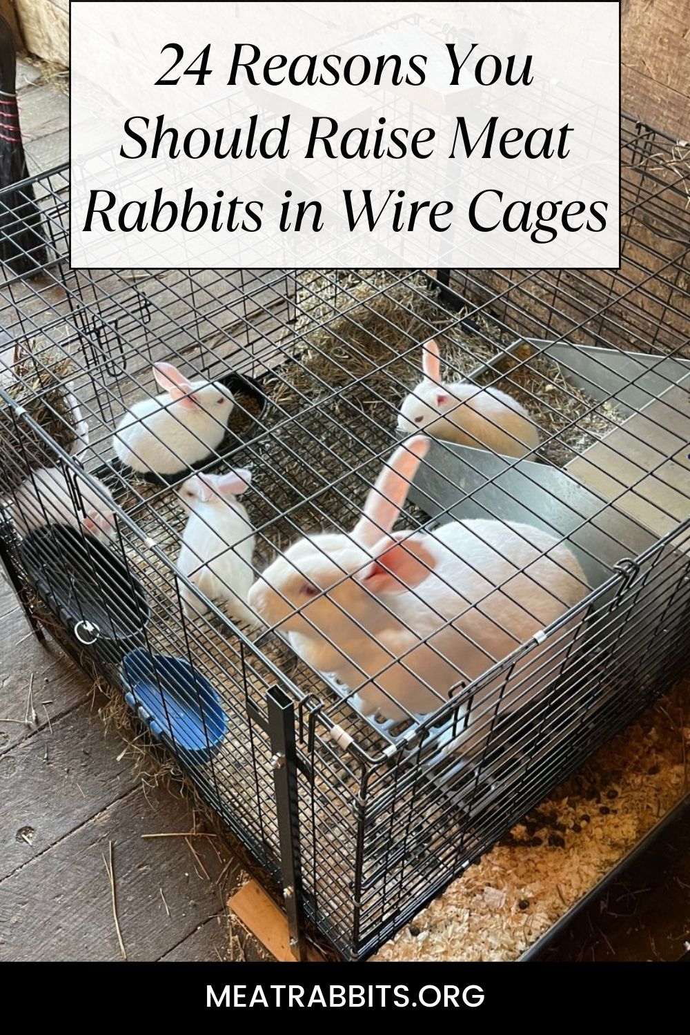 24 Reasons You Should Raise Meat Rabbits in Wire Cages pinterest image.
