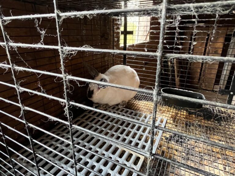 Meat rabbits for sale near me