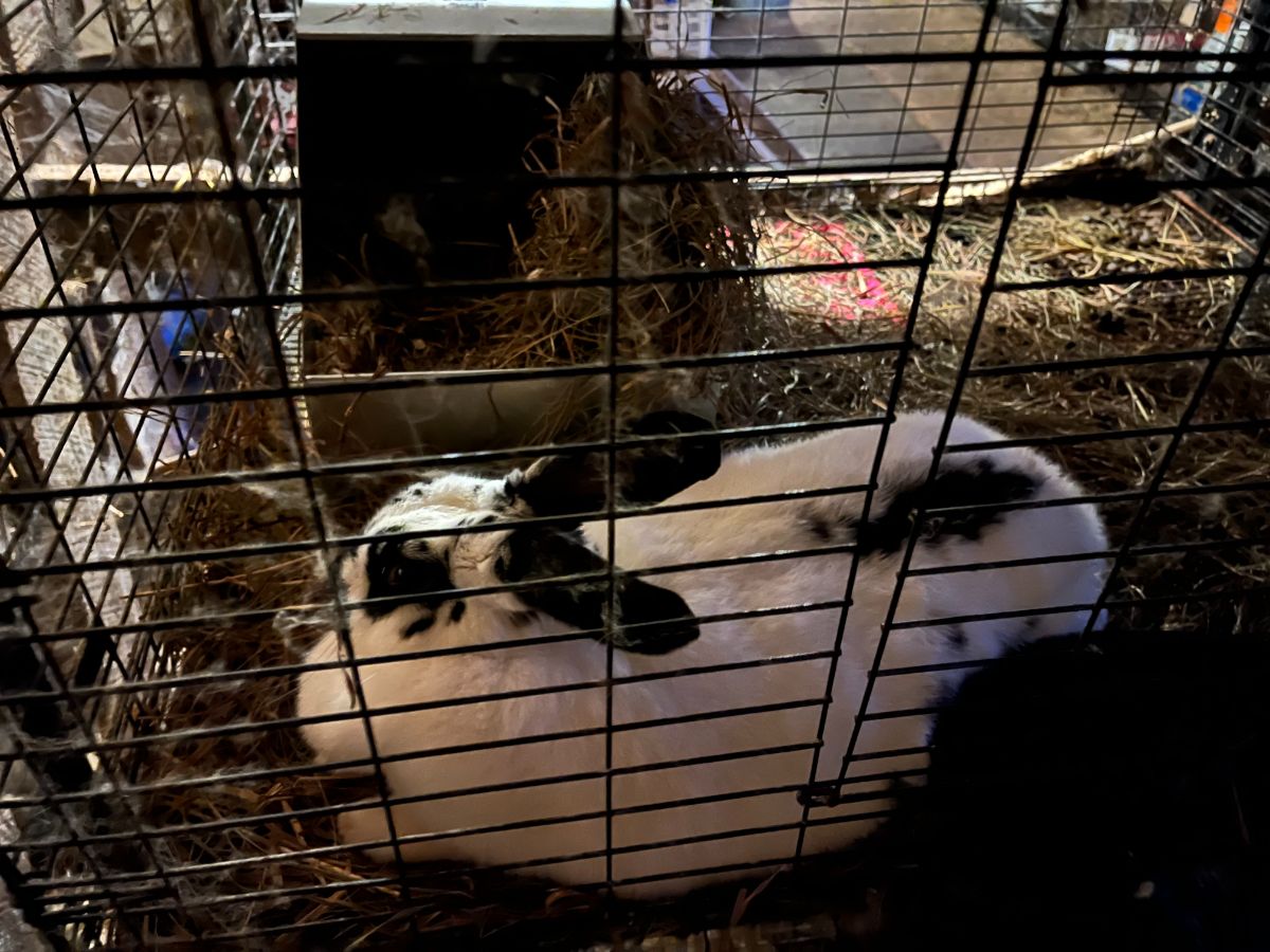 A pregnant doe rabbit in a cage