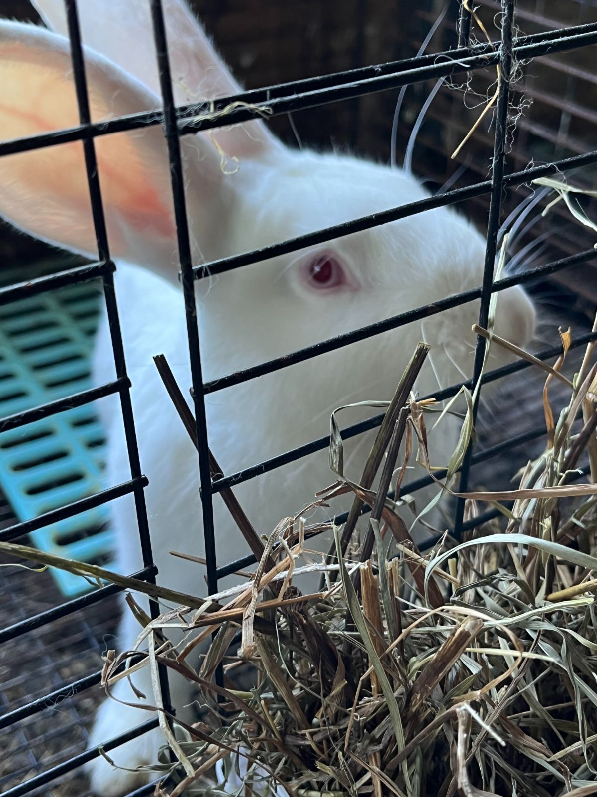 A happy rabbit enjoying hay