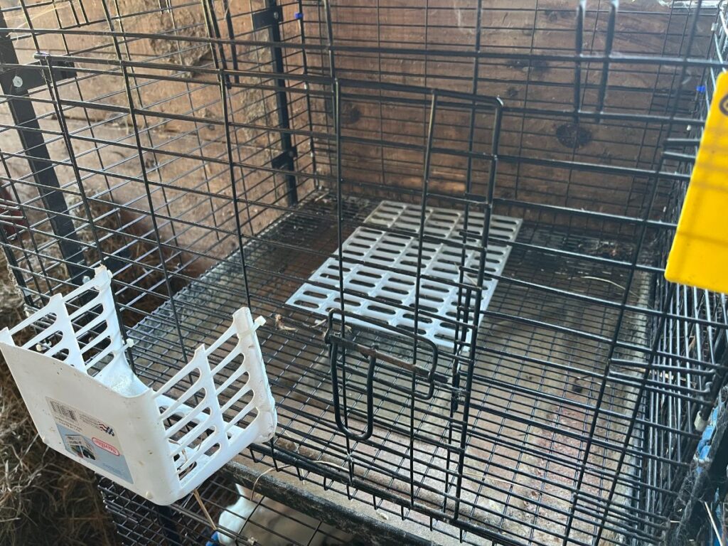 The Basic Cage and Equipment You Need to Start Meat Rabbits Meat Rabbits