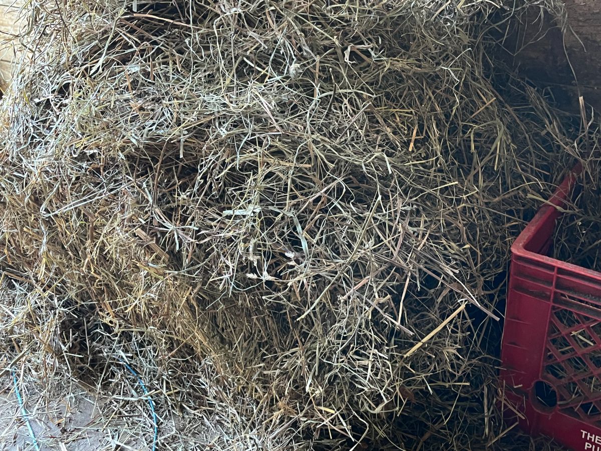 Fresh, quality hay for rabbit feed