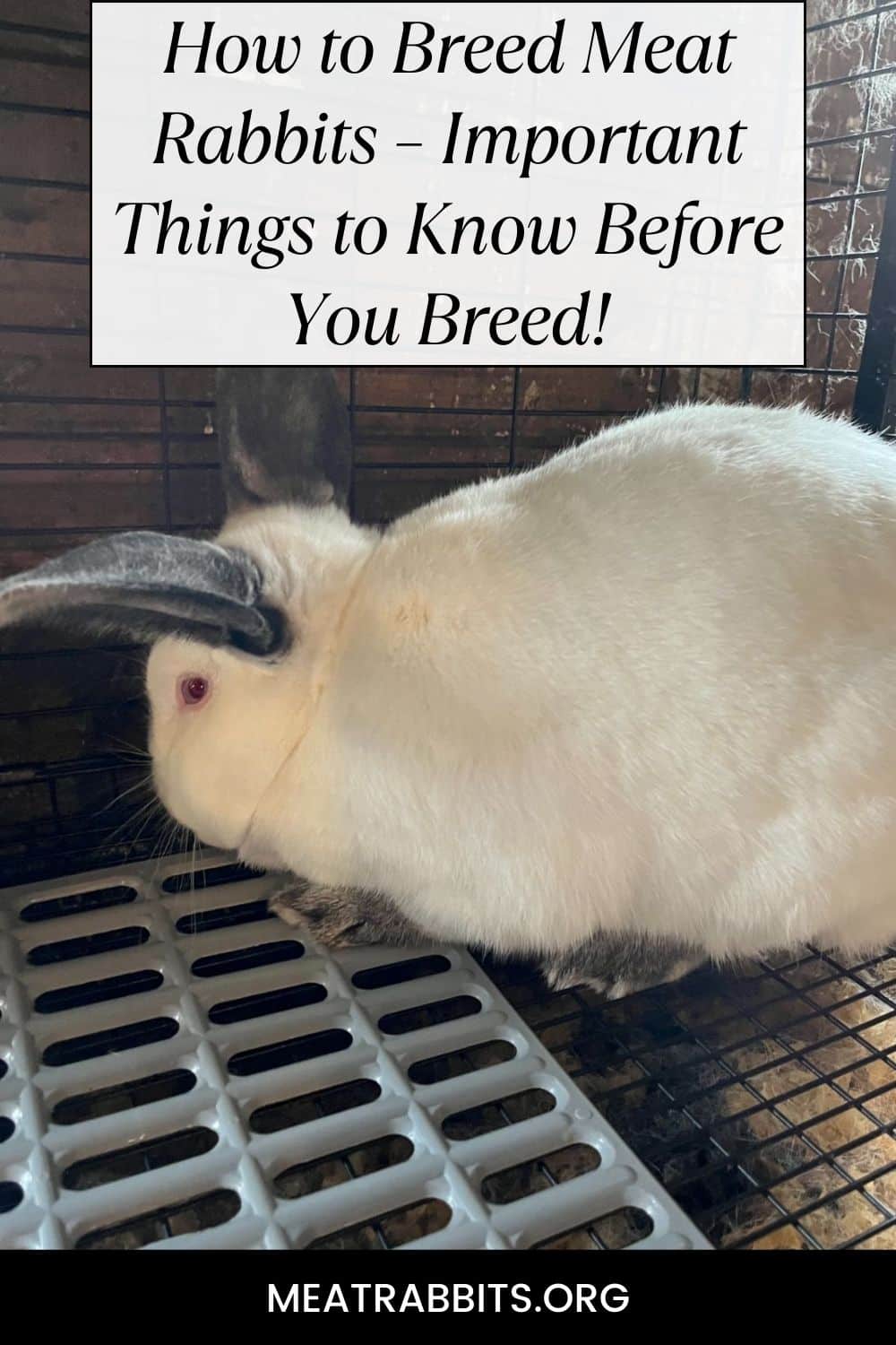 How to Breed Meat Rabbits – Important Things to Know Before You Breed! pinterest image.
