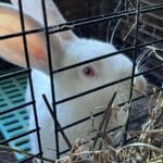An adorable white rabbit in a cage eats hay.