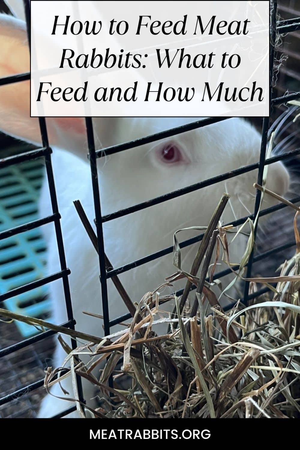 How to Feed Meat Rabbits: What to Feed and How Much pinterest image.