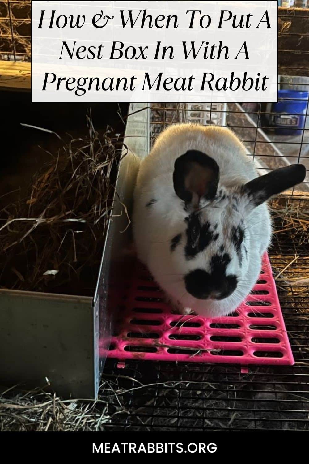 How & When To Put A Nest Box In With A Pregnant Meat Rabbit pinterest image.