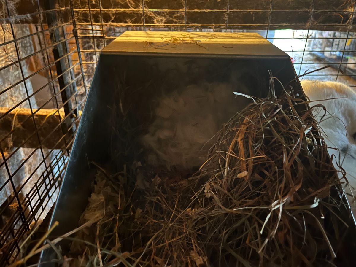 A rabbit nest box with fur and new kits under the fur