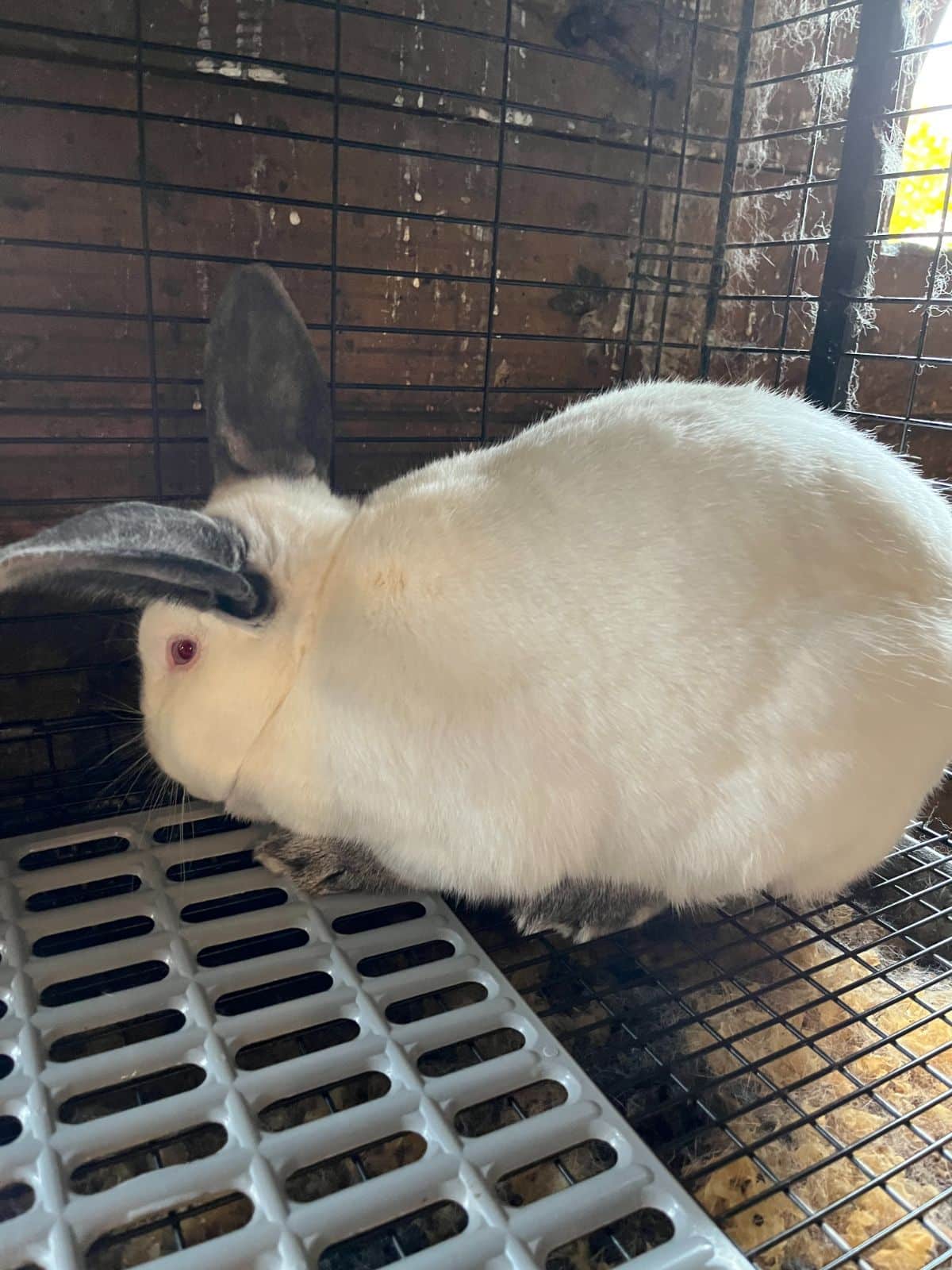 A bashful meat rabbit buck in a cage corner