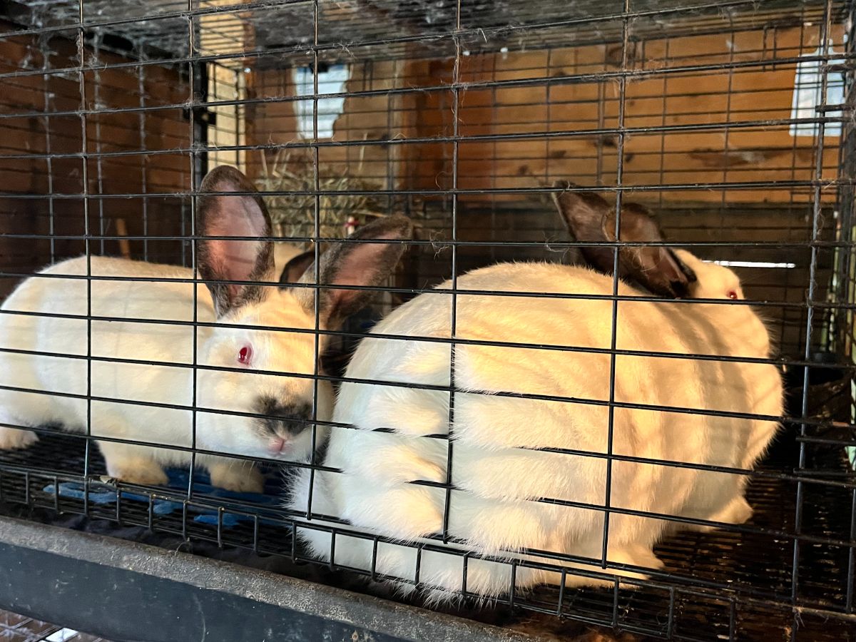 A pair of rabbits together in a cage