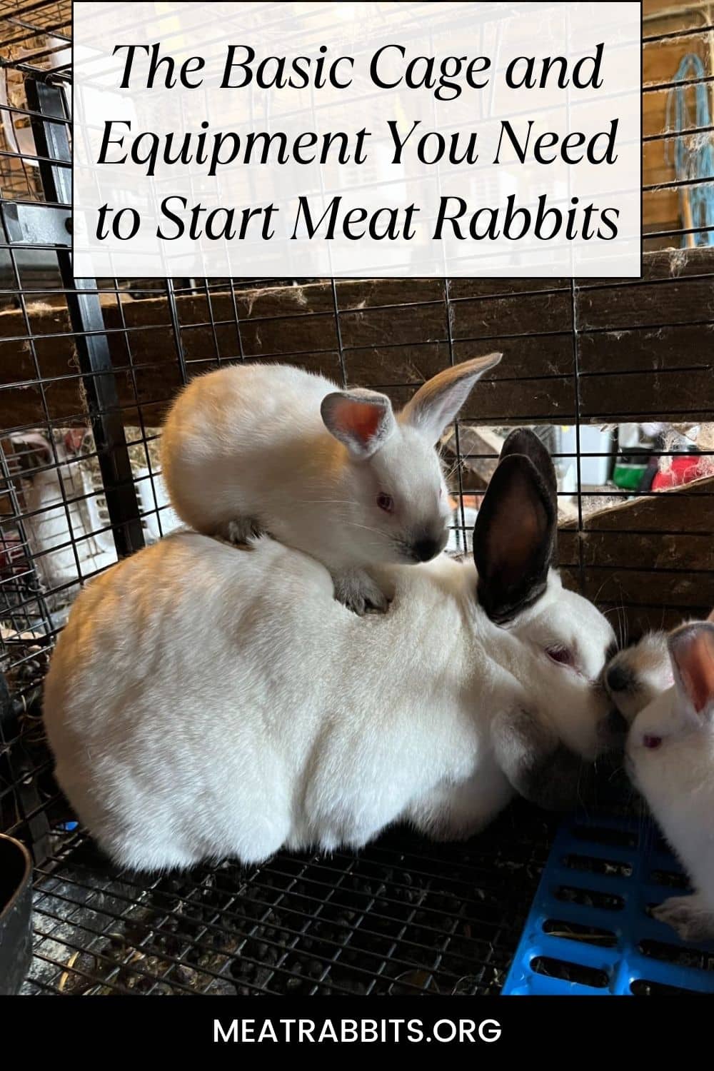 The Basic Cage and Equipment You Need to Start Meat Rabbits pinterest image.