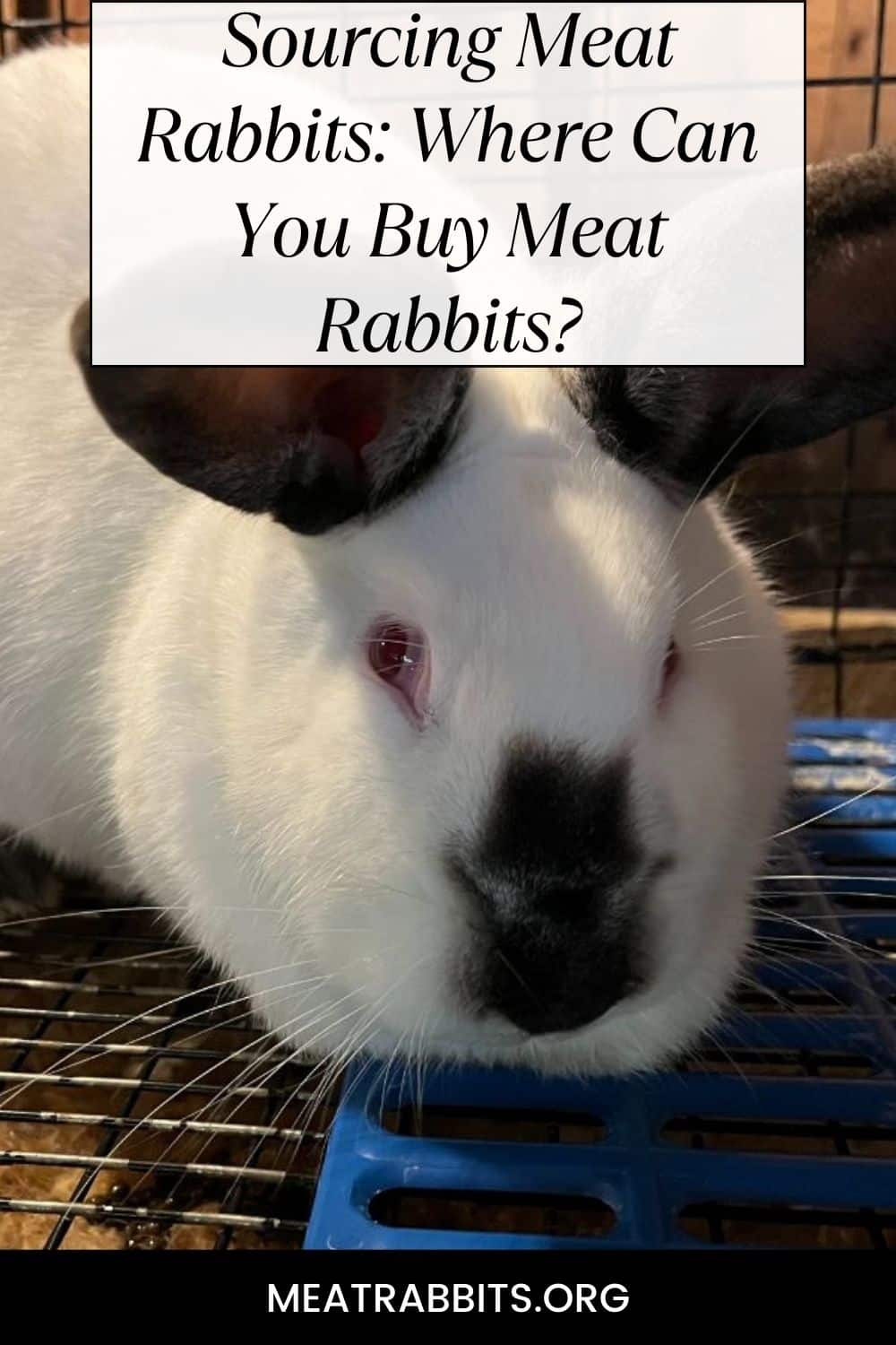 Sourcing Meat Rabbits: Where Can You Buy Meat Rabbits? pinterest image.