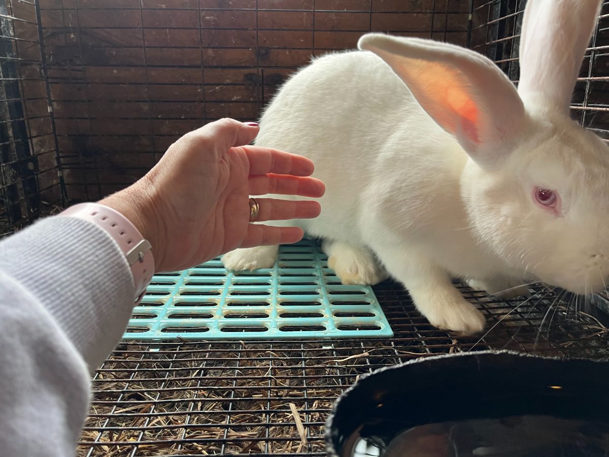 A breeder reaching a hand into a meat rabbit's cage