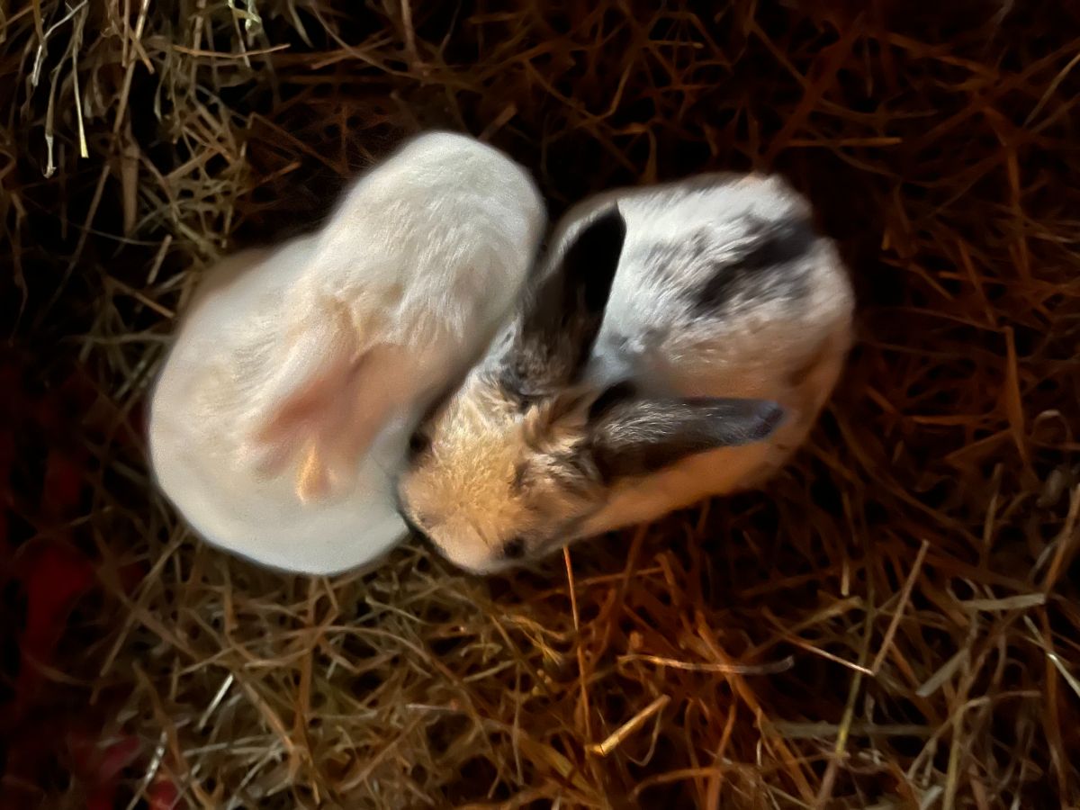Two baby meat rabbit kits sitting together