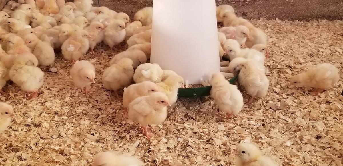 meat chicken chicks in a coop