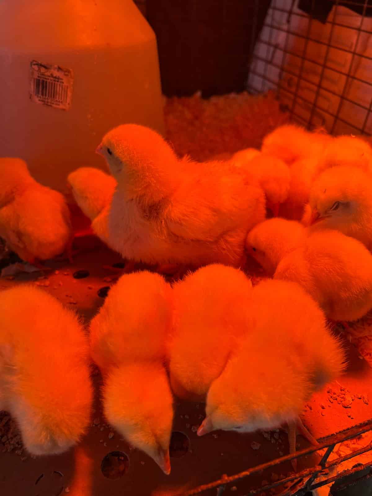 Meat chicken chicks dependent on heat lamps