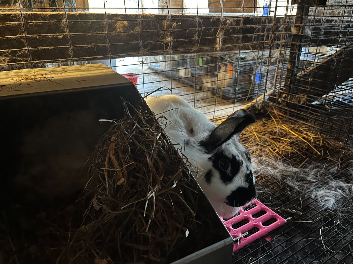 A meat rabbit doe sits next to her nest box with a new litter of kits inside