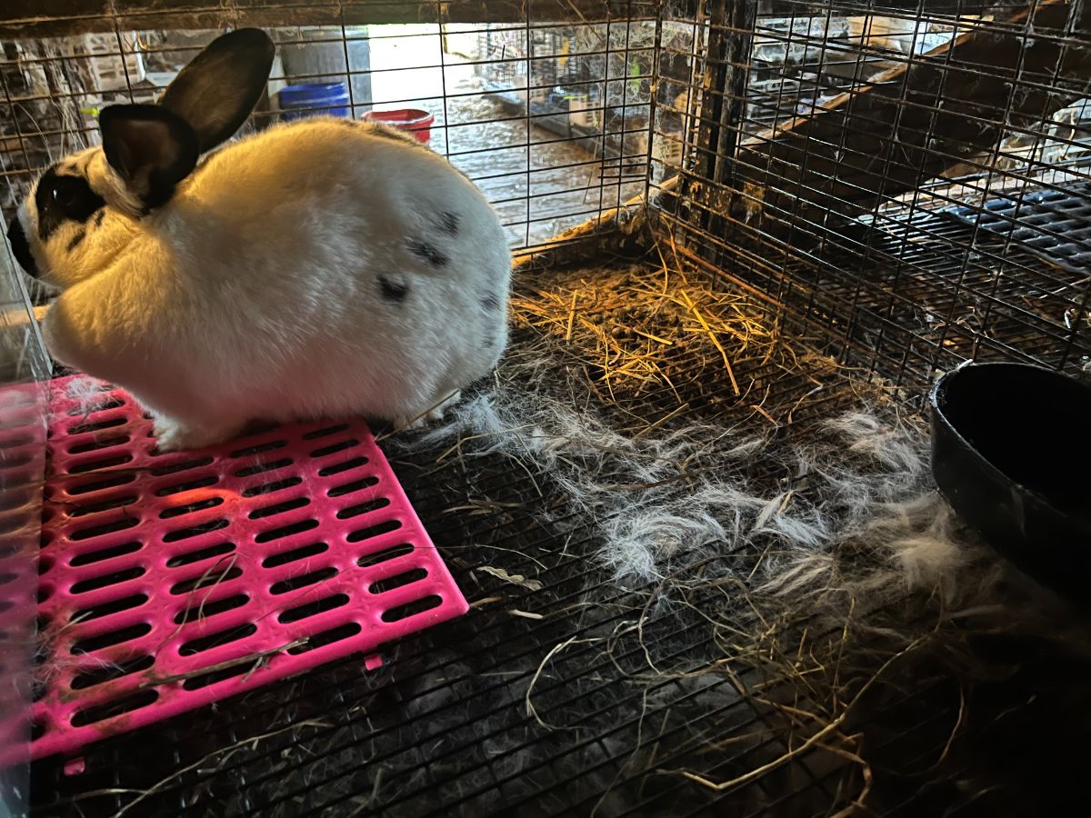 Loose fur in a rabbit cage after giving birth