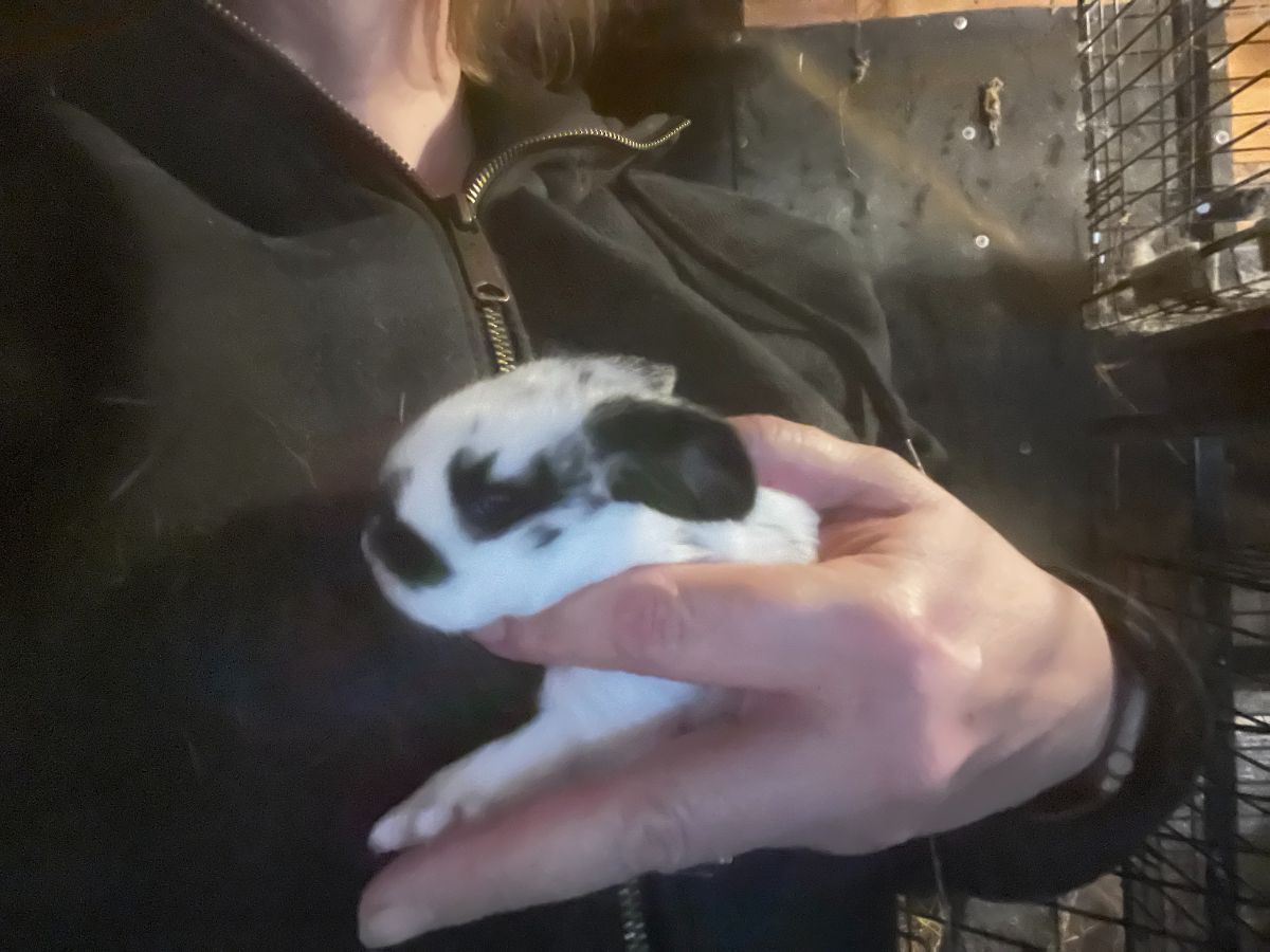 A two week old meat rabbit kit