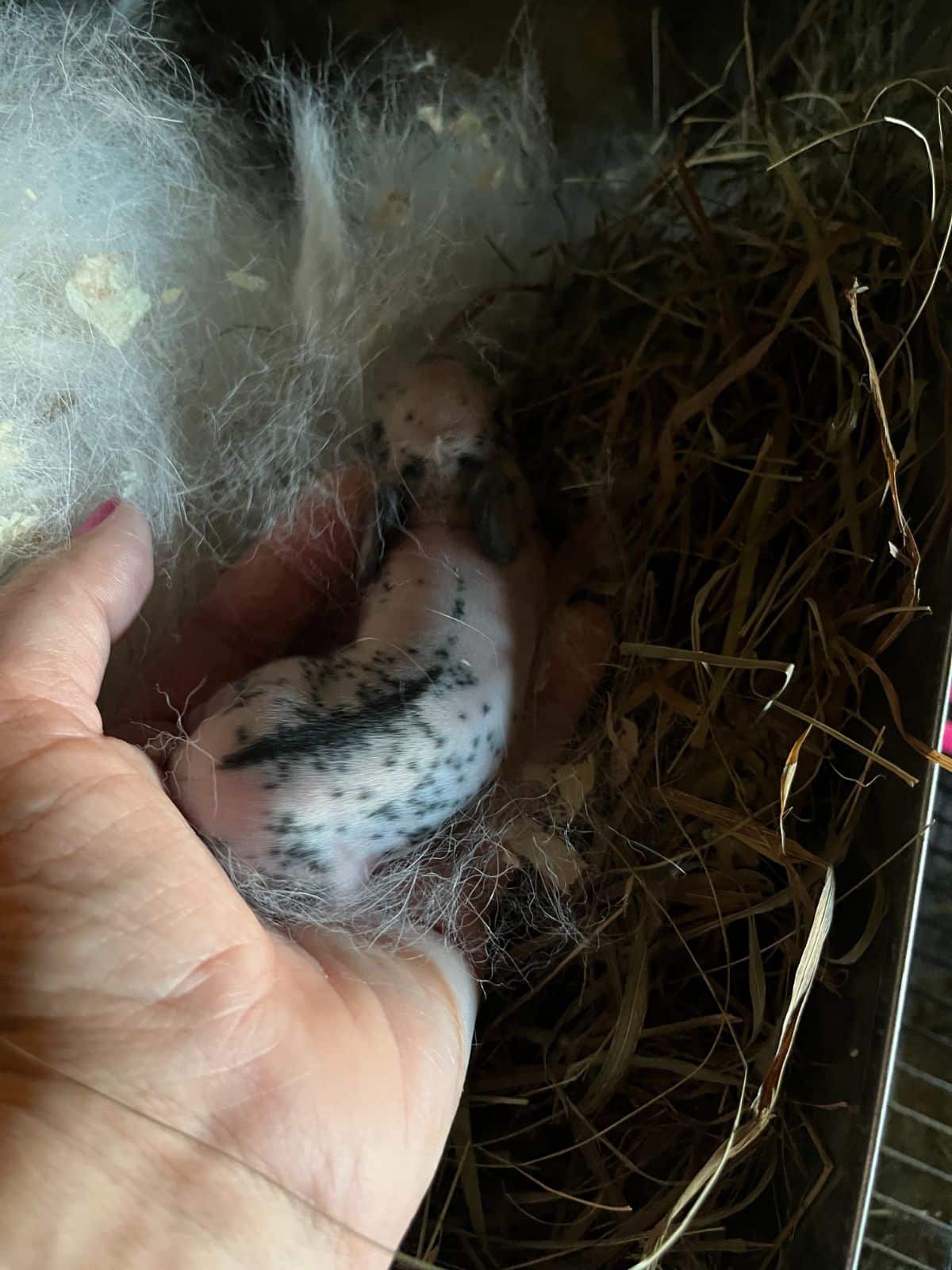 A rabbit kit at just a few days old, showing growth of fur already