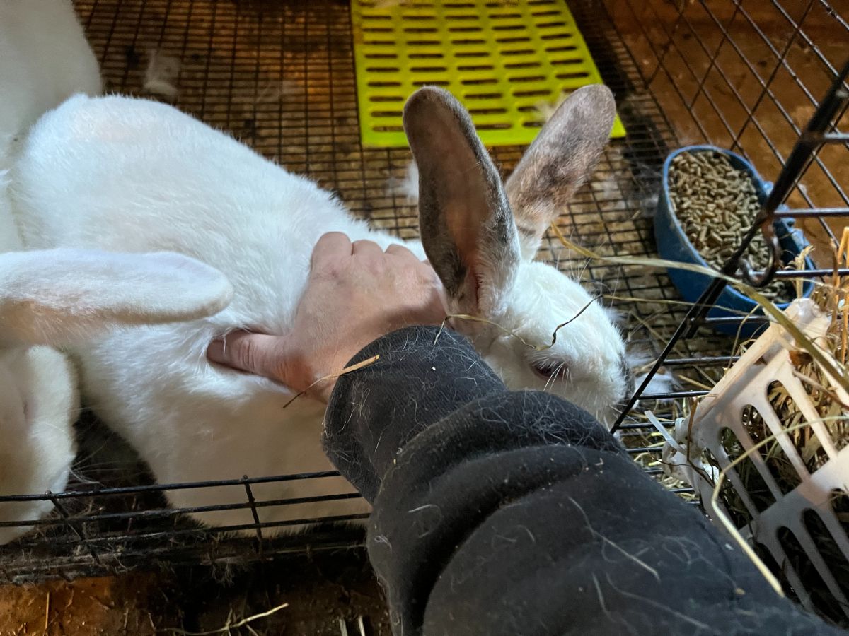 Removing a meat rabbit doe from a cage after breeding