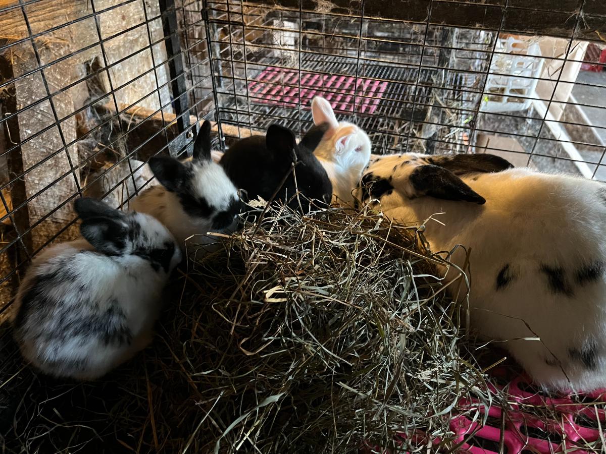 Meat rabbit doe and kits eating hay