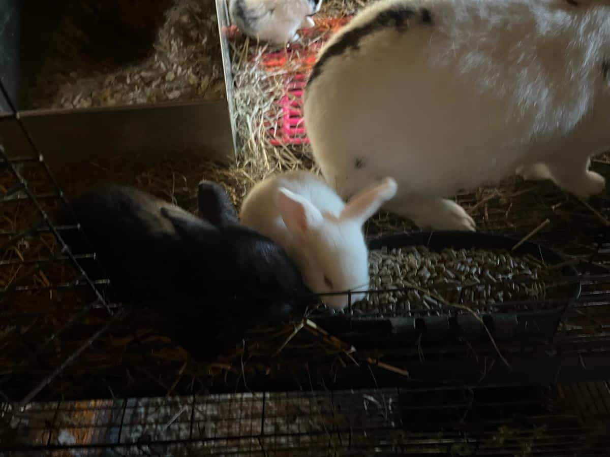 Young meat rabbit kits in a cage with their mother