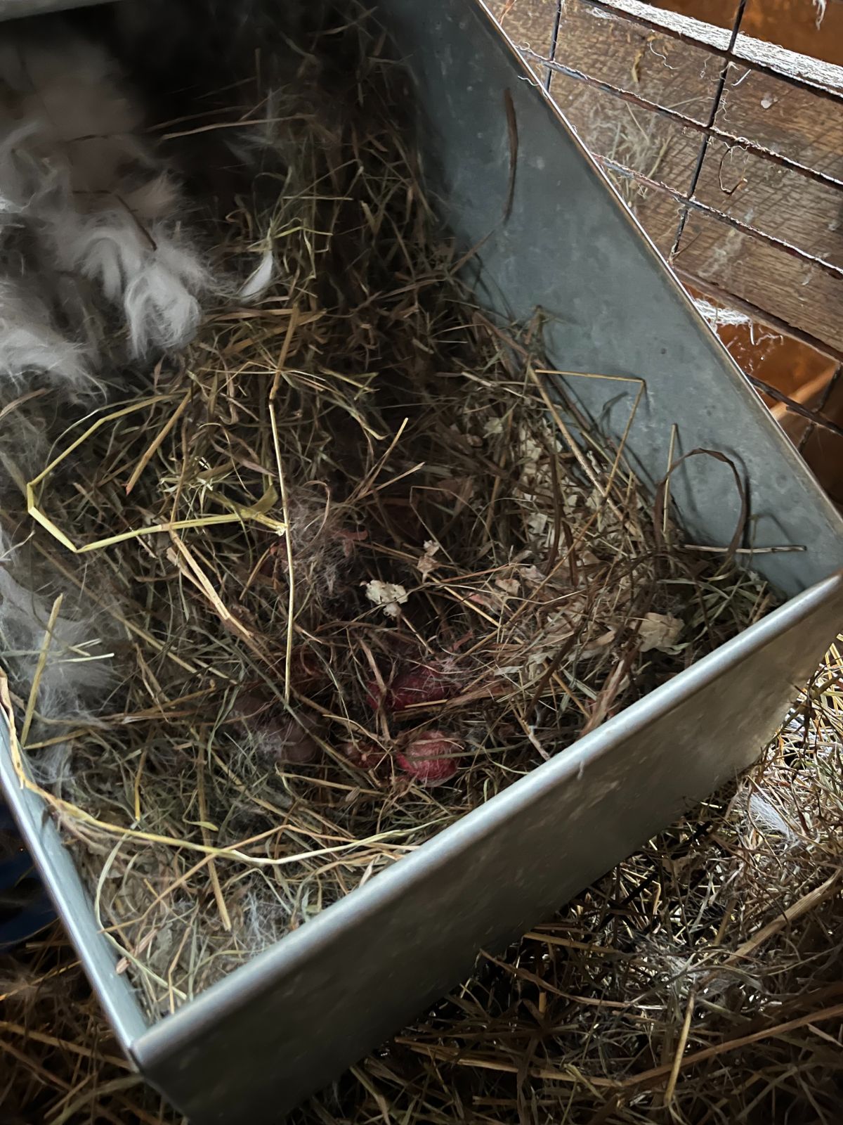 A rabbit nest box immediately after giving birth