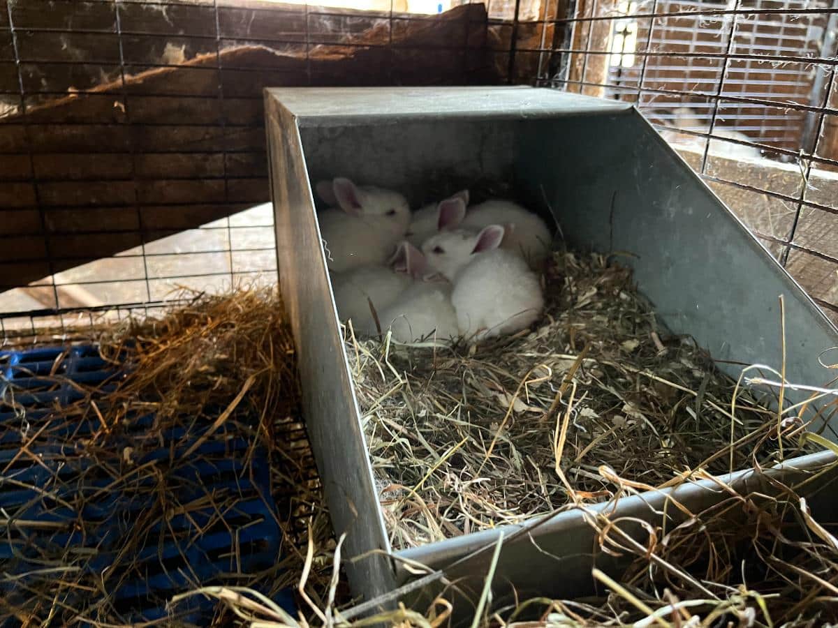 A litter of young meat rabbits in a nest box