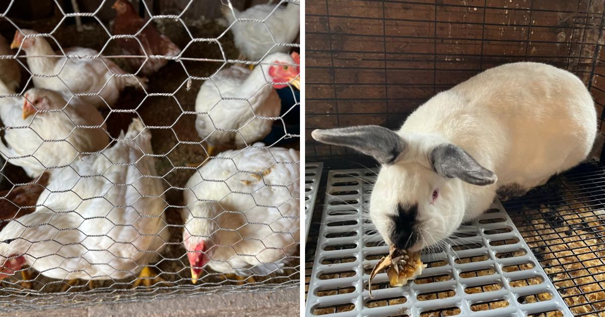 side by side comparison of meat chickens and meat rabbits