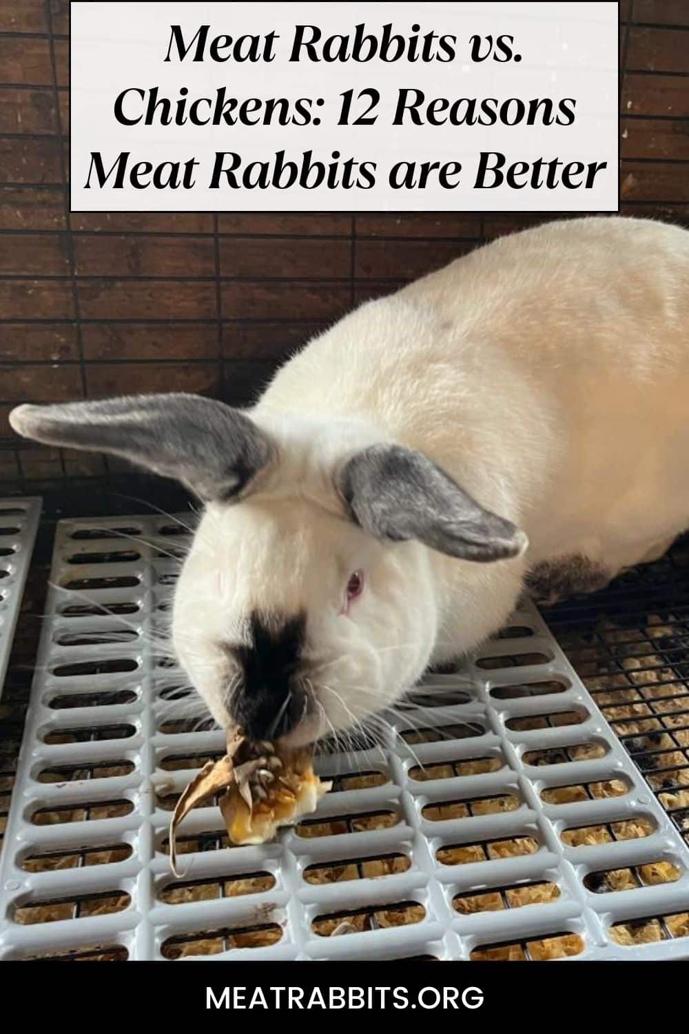 Meat Rabbits vs. Chickens: 12 Reasons Meat Rabbits are Better pinterest image.