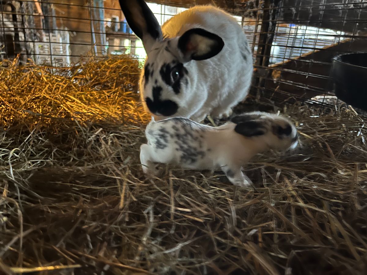 A meat rabbit kit out of its nest for the first time