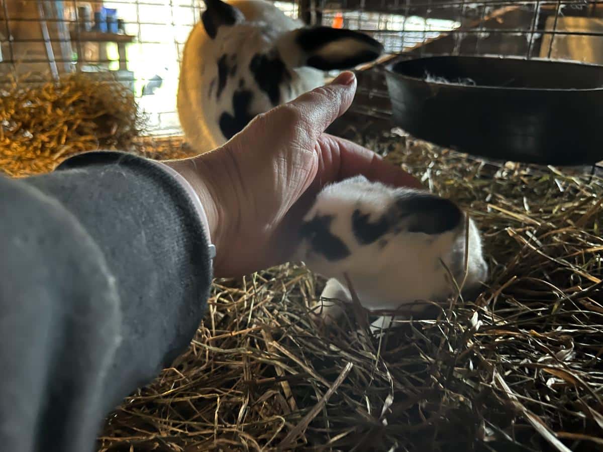 A young meat rabbit kit being petted