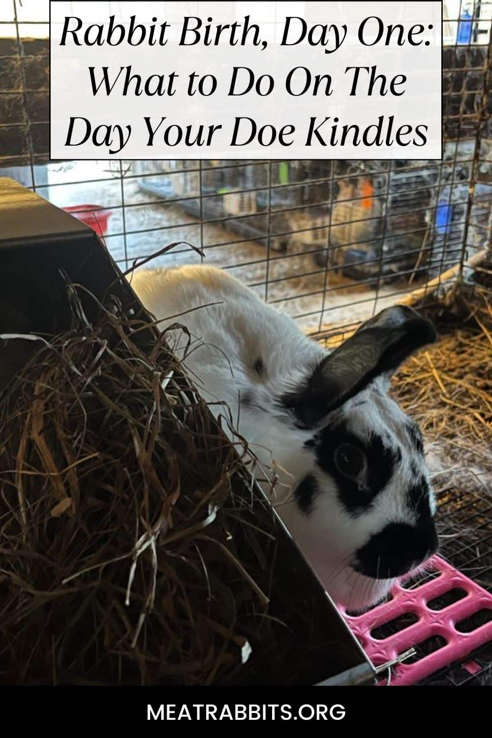 Rabbit Birth, Day One: What to Do On The Day Your Doe Kindles pinterest image.