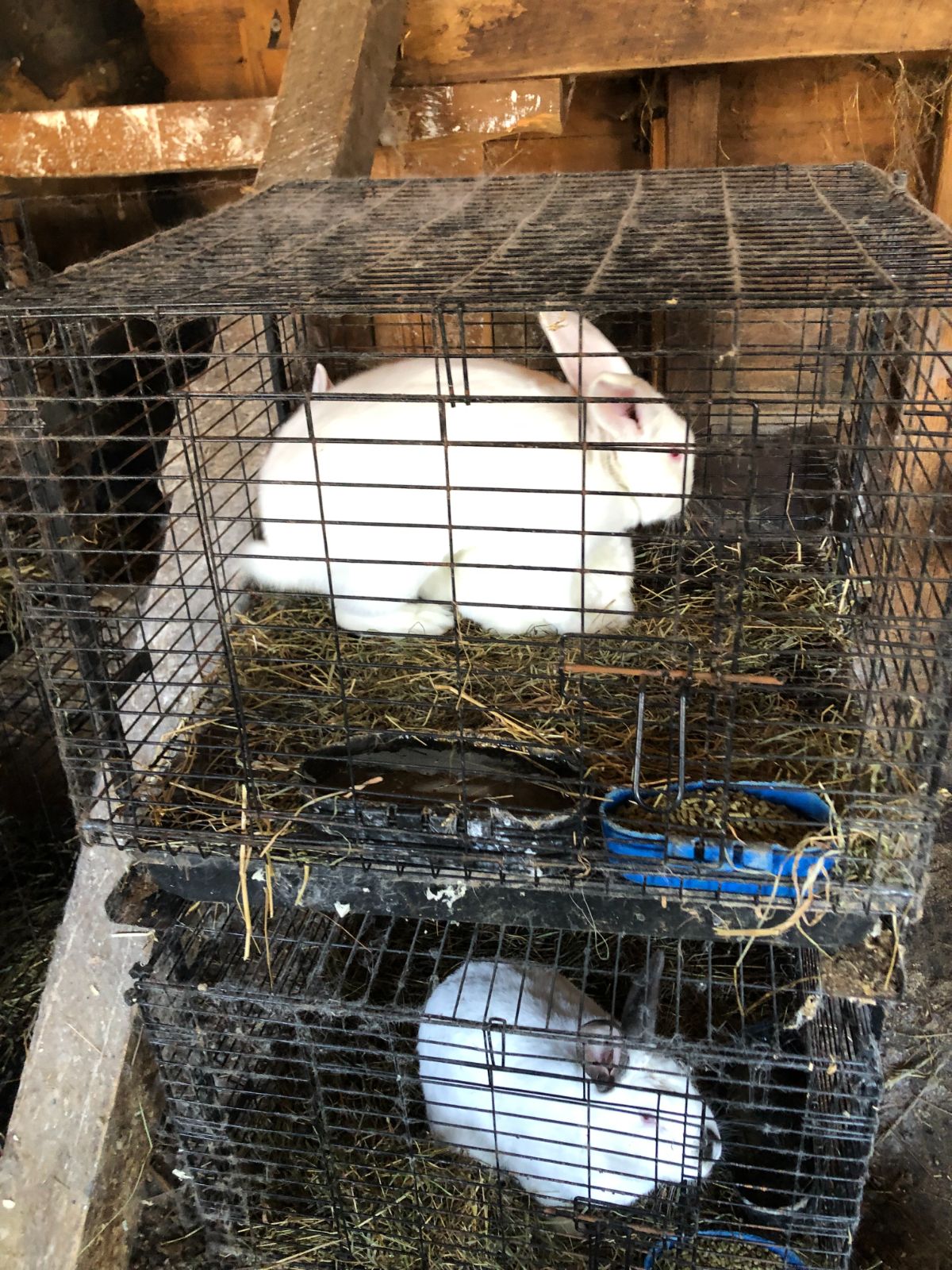 Meat rabbits in stacked cages