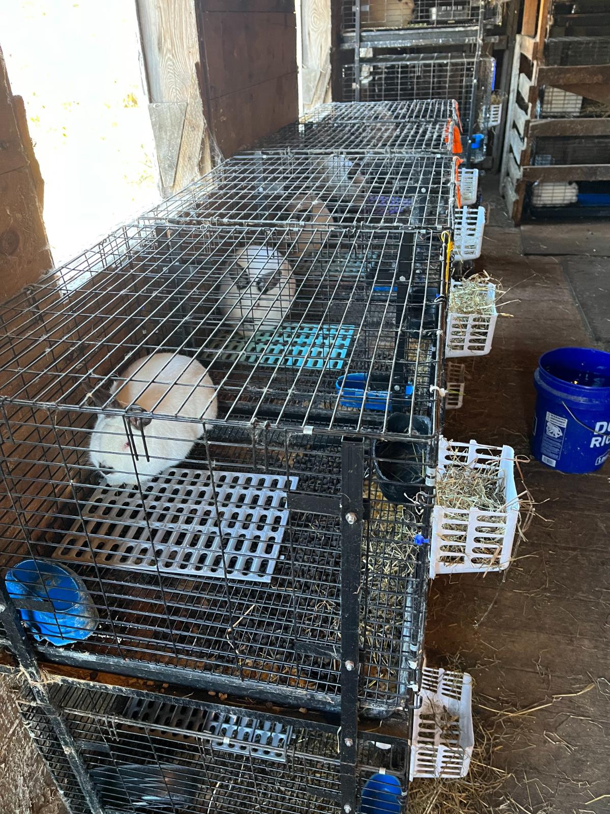 Sustainable meat rabbits in a rabbit barn