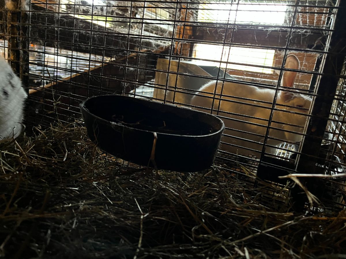A rabbit doe's watering dish moved up in the cage to prevent accidental kit drownings