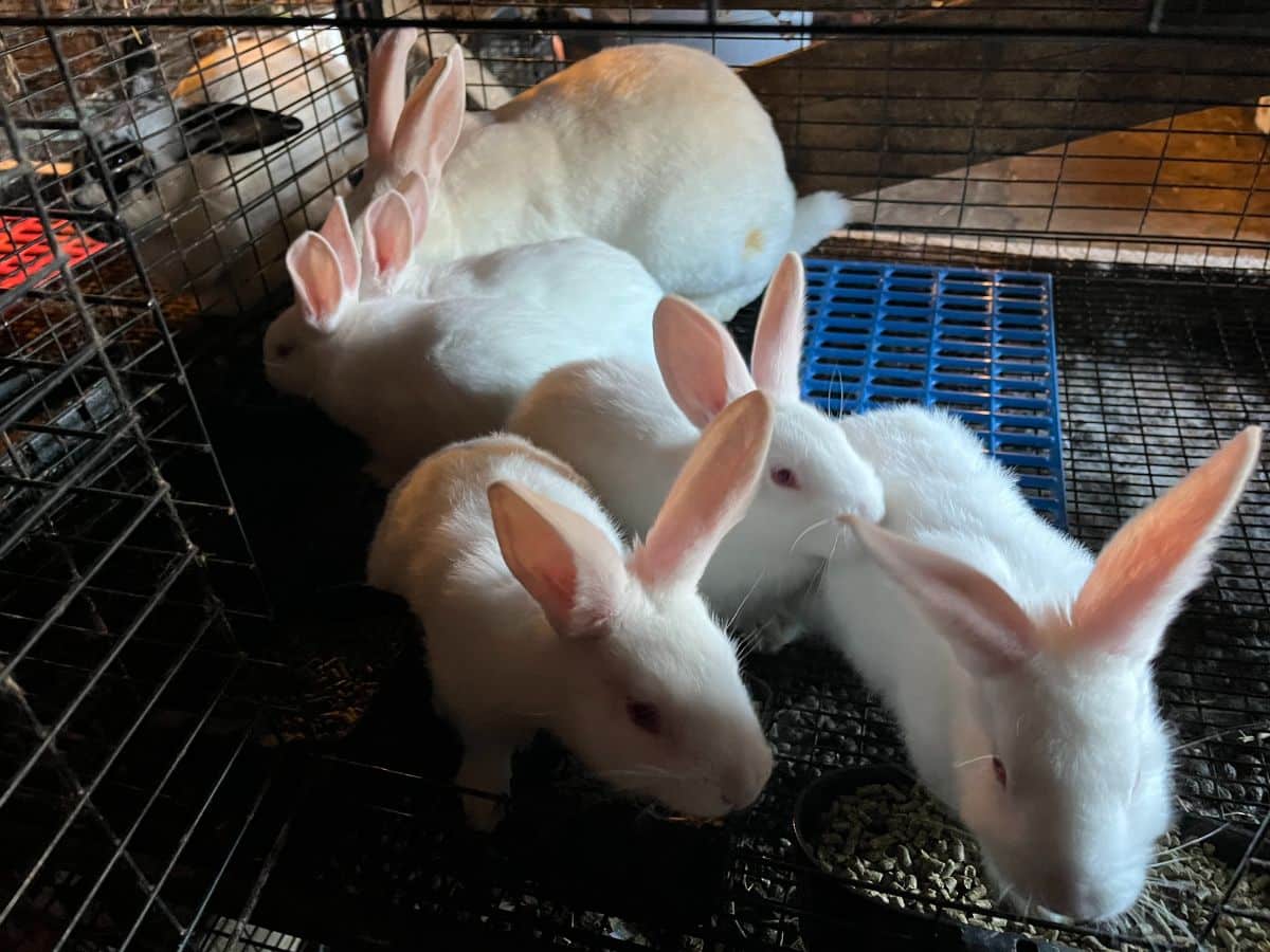Five week old meat rabbit kits
