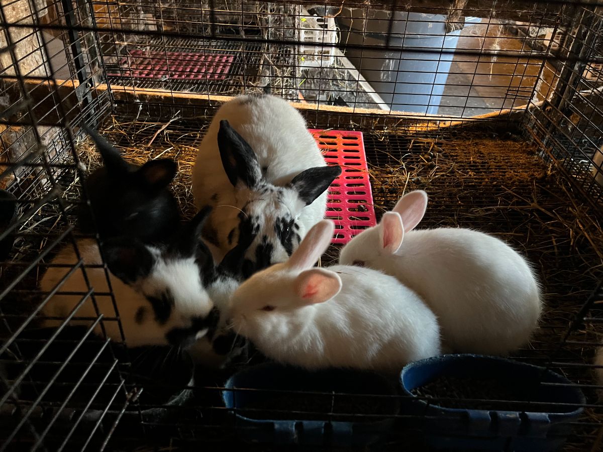 Young rabbit kits with their mother in a cage