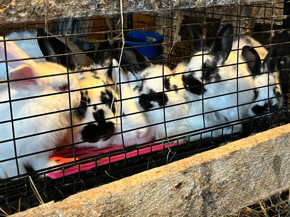 A young litter of meat rabbit kits with their mother