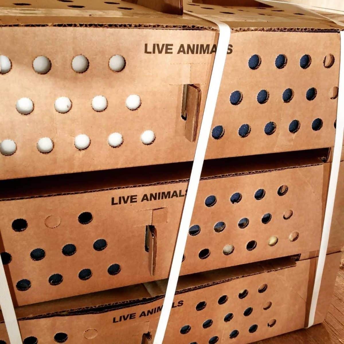Shipping boxes of live meat chicks