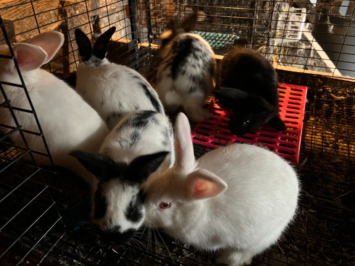 A litter of meat rabbit kits together in a transition grow out cage