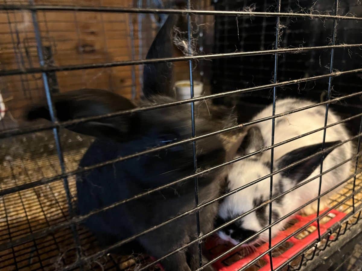 Thriving weaned meat rabbit kits